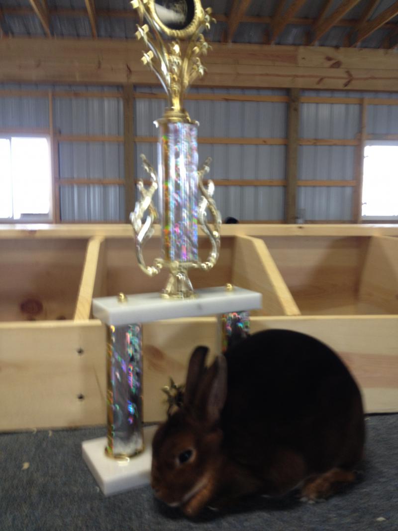 Rose Arbor's Sid Mini Rex castor doe