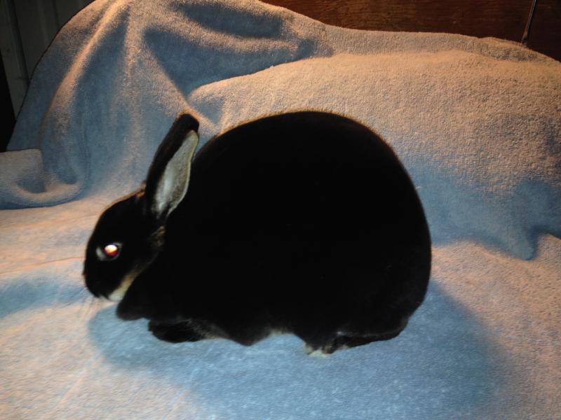 Rose Arbor's Eva Mini Rex doe, otter