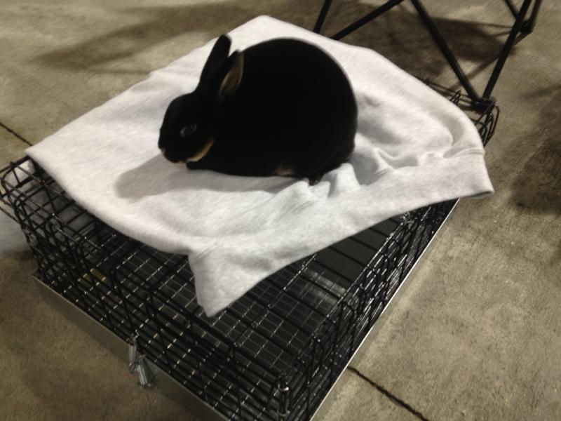 Rose Arbor's Madelyn Mini Rex doe, otter