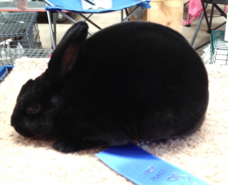 Rose Arbor's Dan, owned by Tyler LeRoy