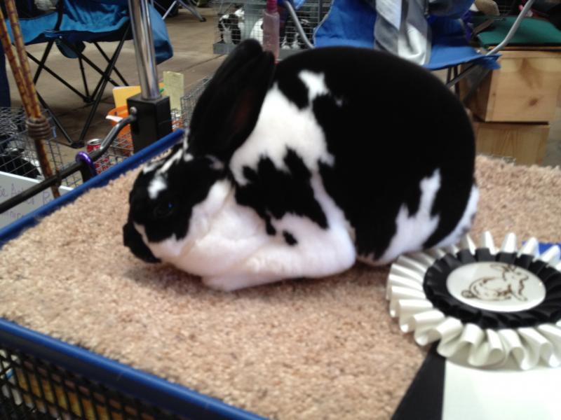 Rose Arbor's Deuce, Best of Breed Mini Rex
