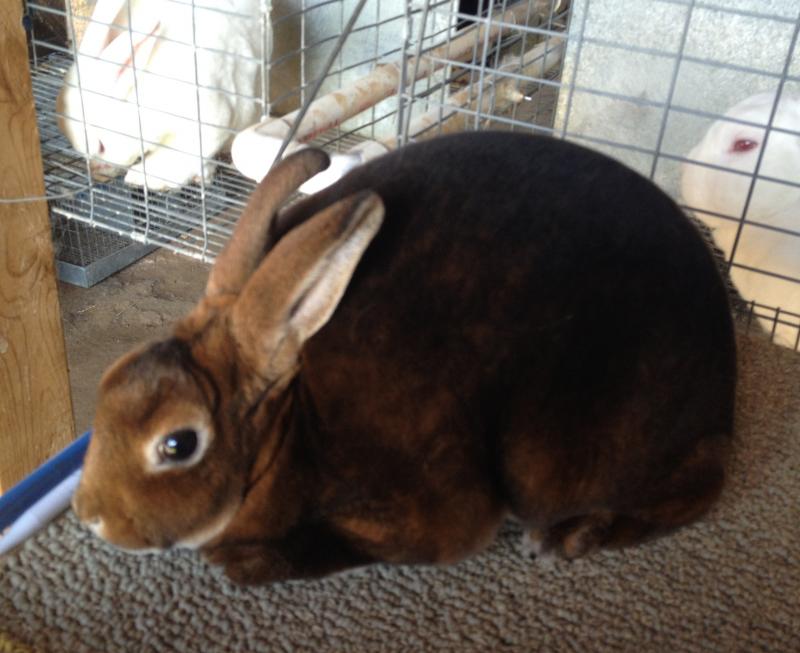 Rose Arbor's Carina castor Mini Rex doe