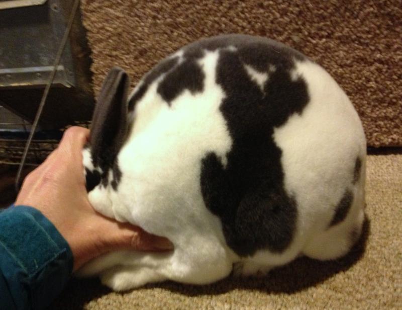 Rose Arbor's Deana Mini Rex doe, broken blue