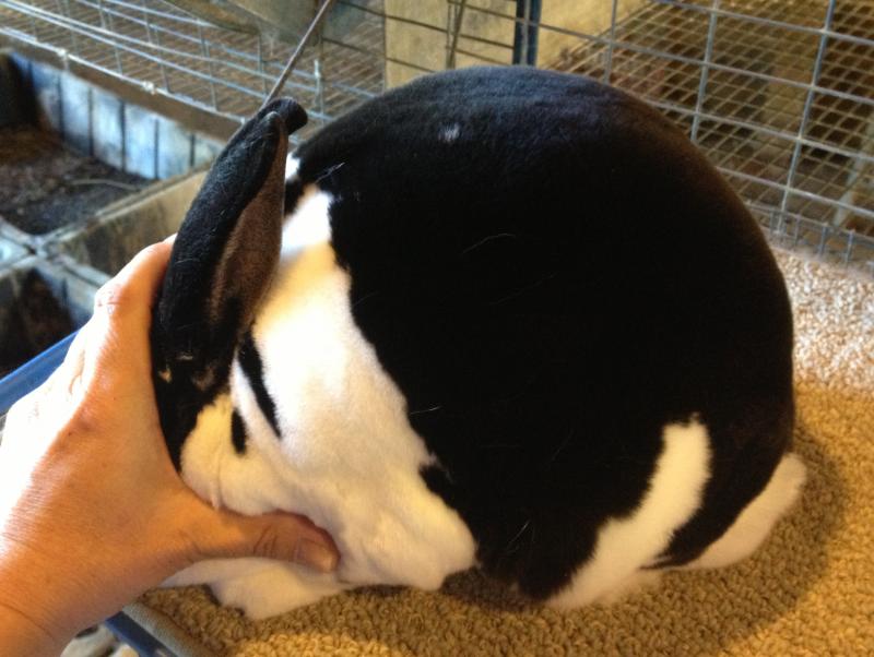 Rose Arbor's Diamond broken black otter Mini Rex doe