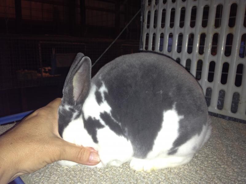 Rose Arbor's Dawn as a junior