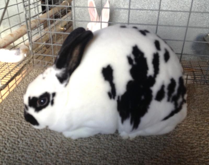 Rose Arbor's Jolie broken Mini Rex doe