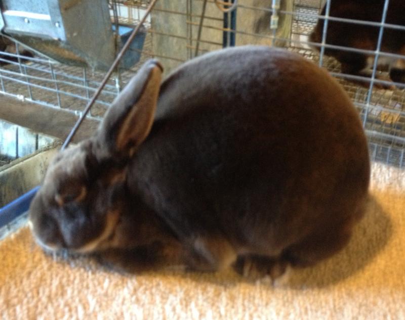 Rose Arbor's Milky Way chocolate otter Mini Rex doe