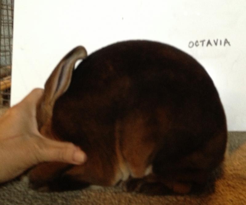 Rose Arbor's Octavia