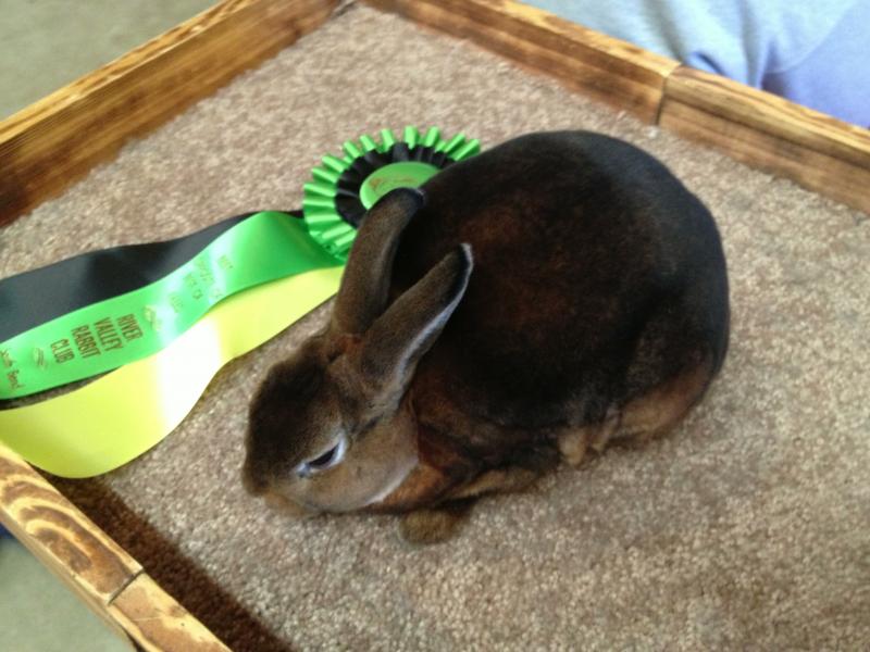 Rose Arbor's Oliver Mini Rex buck, castor