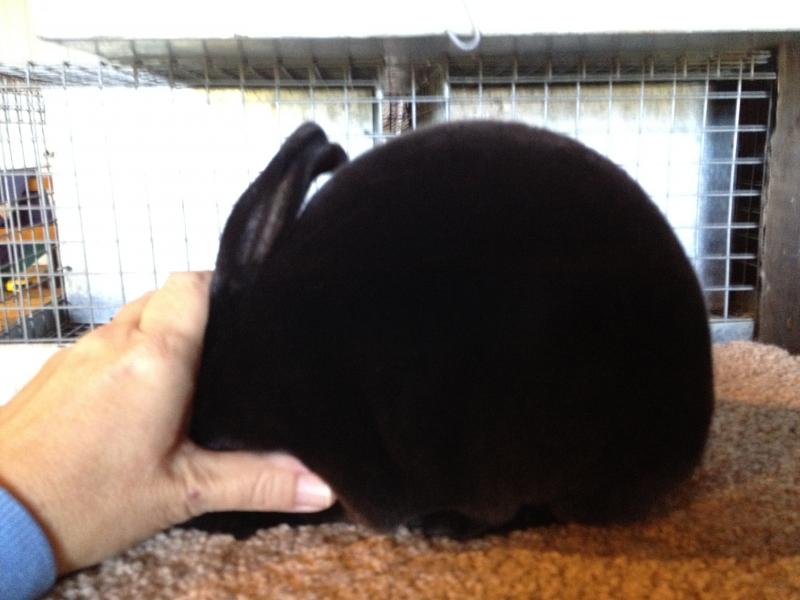 Rose Arbor's Annika, Mini Rex black junior doe