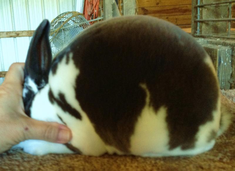 Rose Arbor's Dagger, Mini Rex junior buck